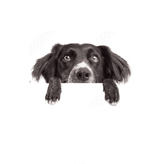 広～いドッグラン！